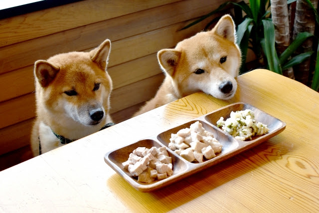 犬は魚を食べてもいいの 生魚がngの理由は寄生虫とチアミナーゼ