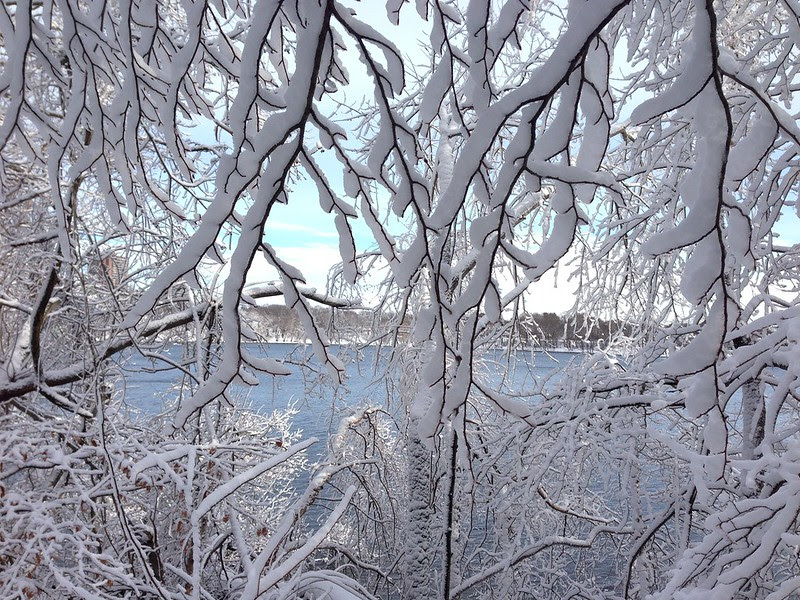 Branches