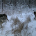 Wolves - Wolves are highly social animals and live in packs.