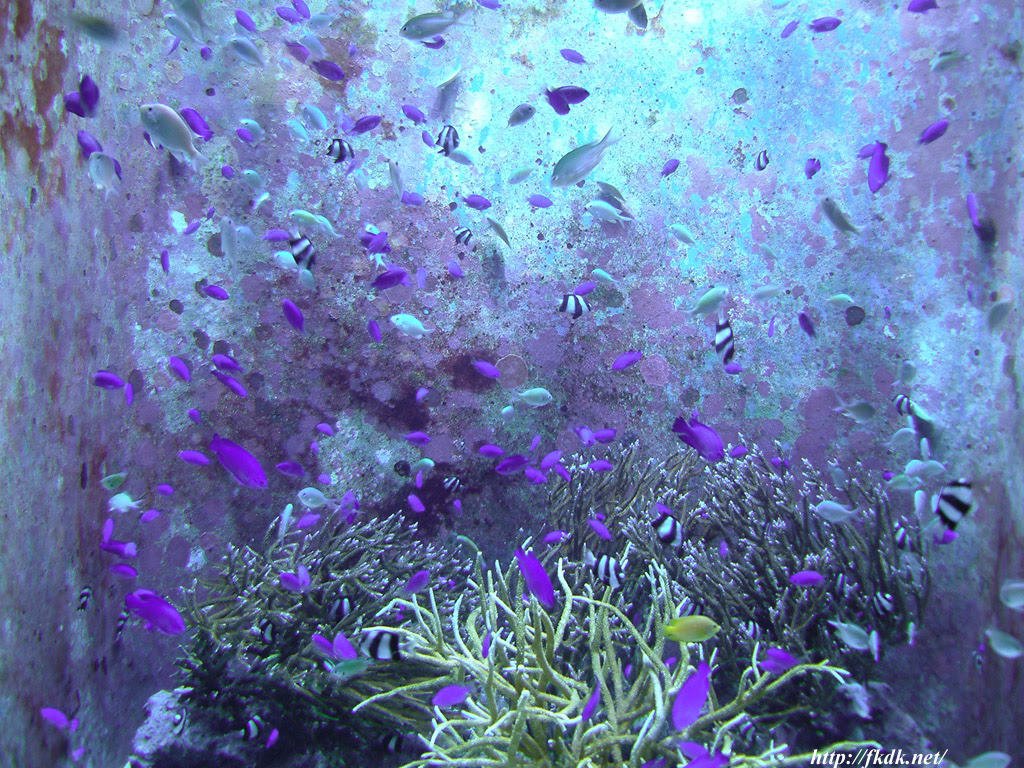 美ら海水族館の壁紙 風景写真無料壁紙