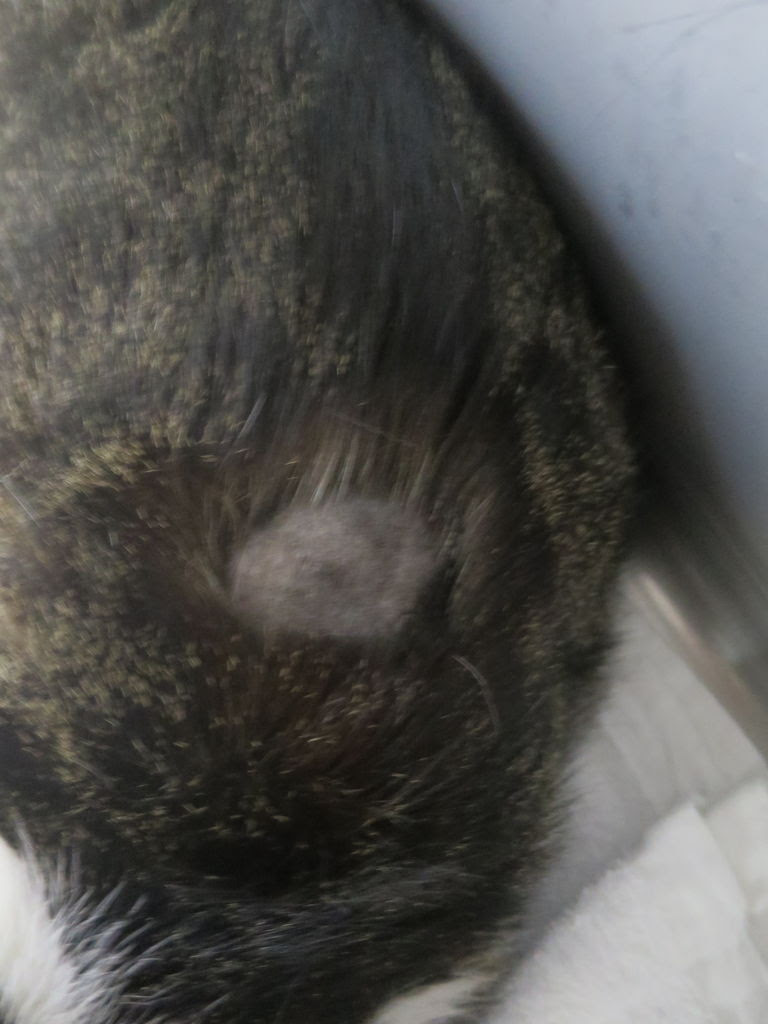 ネコの糖尿病  習志野動物医療センター りょう動物病院