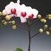 Valentines Day Flowers Orchids 013