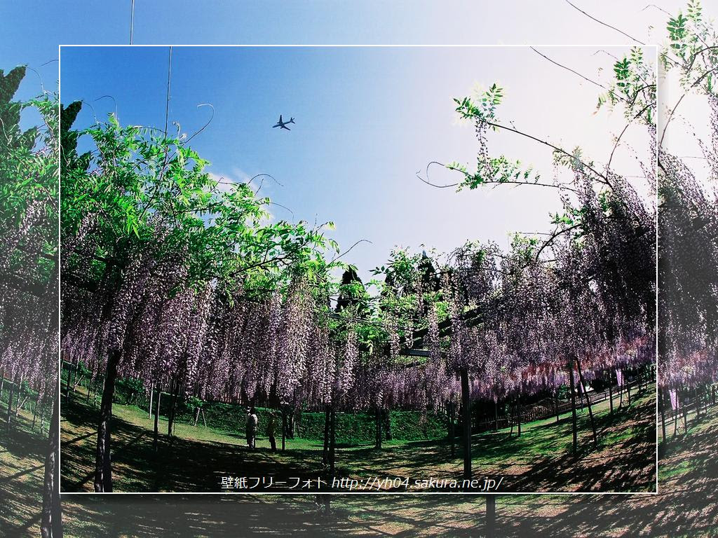 和気神社の藤棚 高画質 1024 768 デスクトップ無料壁紙