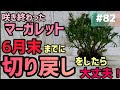 200以上 マーガレット 切り 戻し 時期 956763