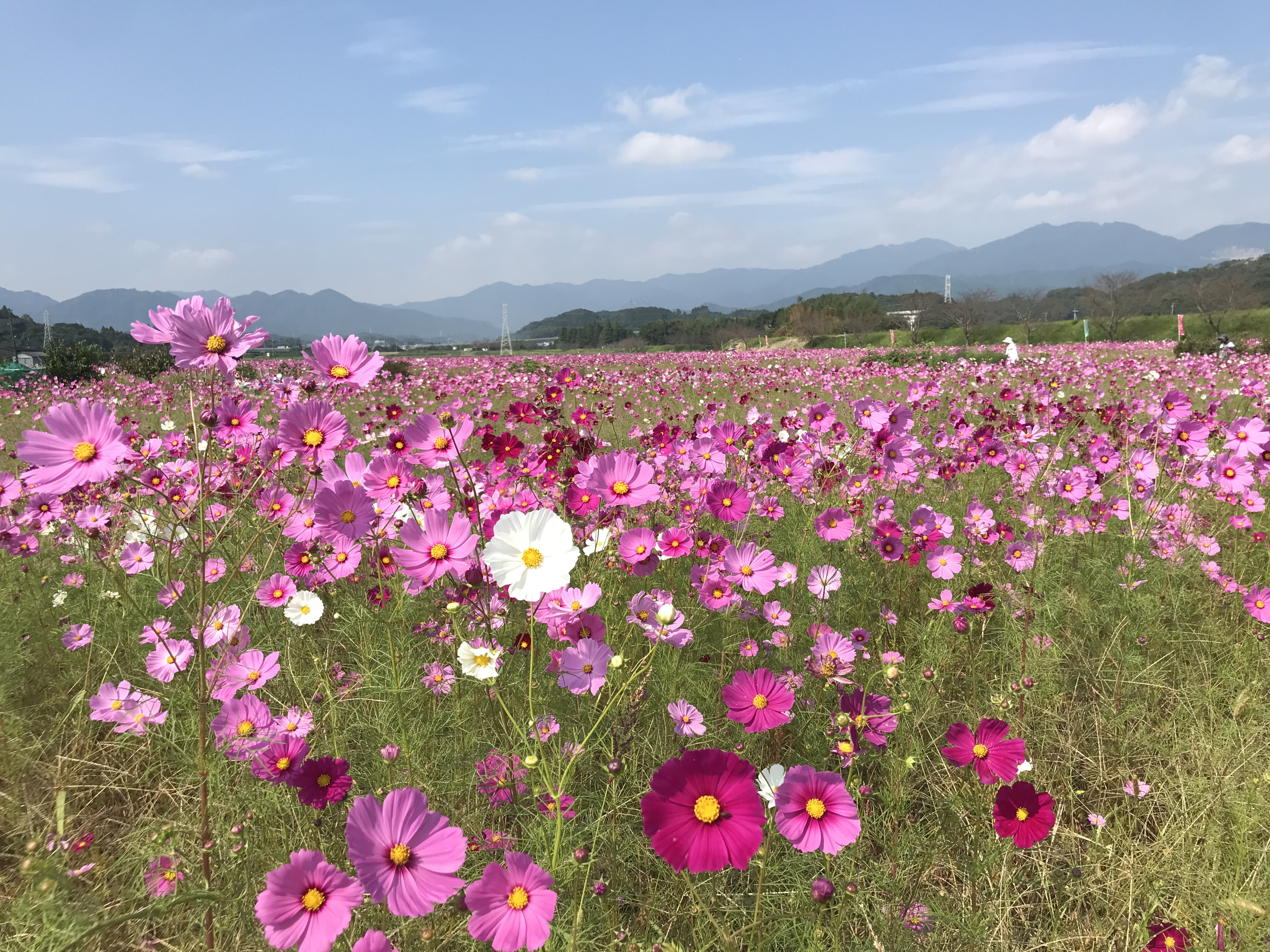 亀山市内コスモス開花状況 亀山市観光協会