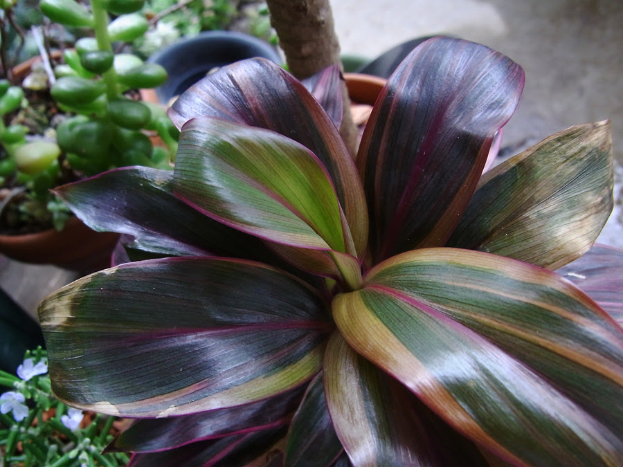 観葉 その他 コルディリネ ドラセナ 全記事 緑町のウェブ屋 跡地