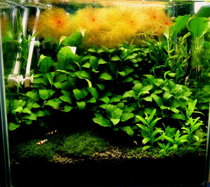 アヌビアス ナナ プチ ４年越しに増えた株の変遷 ヒカリの国のアクア