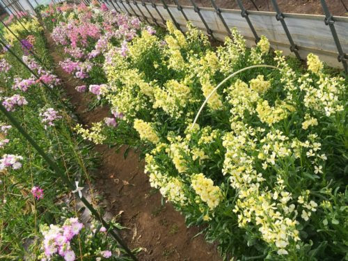 花言葉は永遠の美 可愛らしい花 ストック 農家のレシピ帳 農家のレシピ帳