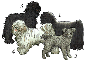 Sheepdog