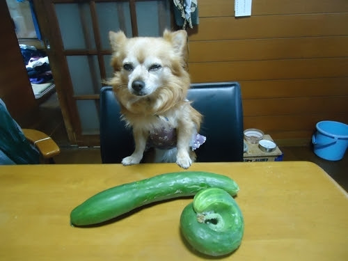ノーベル賞候補犬 サンちゃん 変なきゅうりなんだよ