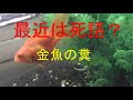 金魚 ふん 338696-金魚 フン ��� させる