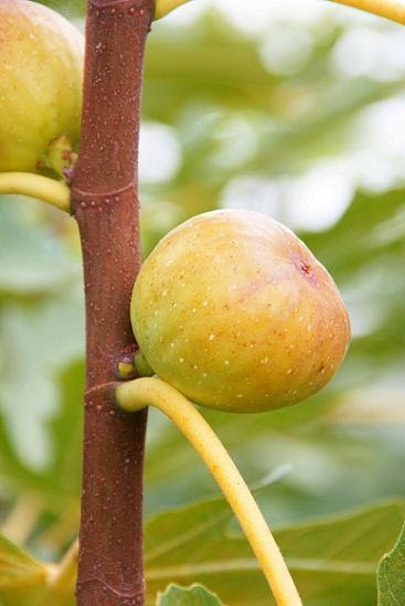 いちじく 13品種 果樹苗木の生産 販売 株式会社吉岡国光園 苗木屋