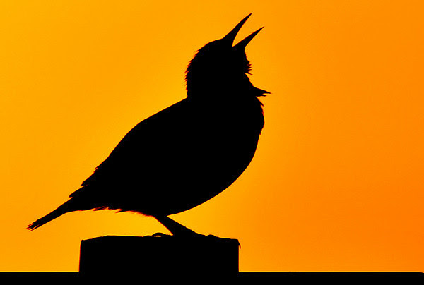 Meadowlark Serenade Meadowlark Serenade