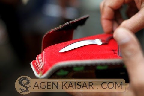jenis ayam aduan pisau terbaik