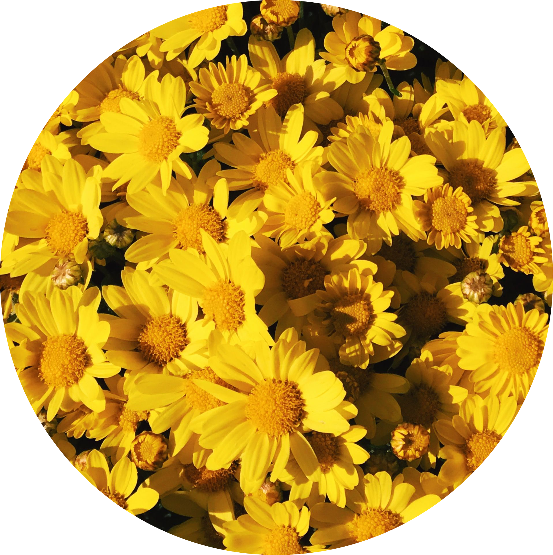 background aesthetic yellow  flowers tumblr  yellowflower 