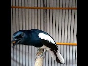 Terbaru Ken arok ken dedes kacer favorit tanding di medan, paling seru!