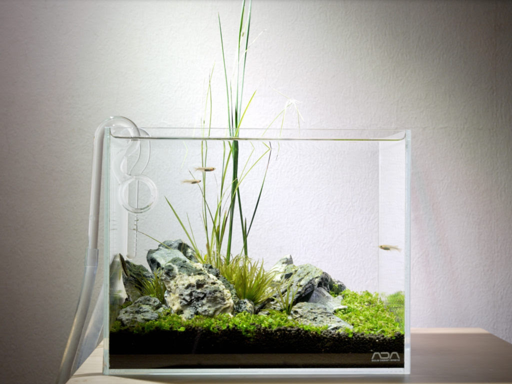 メダカに合う 抽水植物と水草で作るインドアビオトープで癒されよう The Scaper S Room