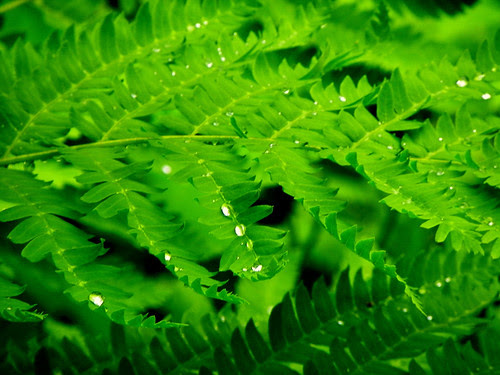 After The Rain