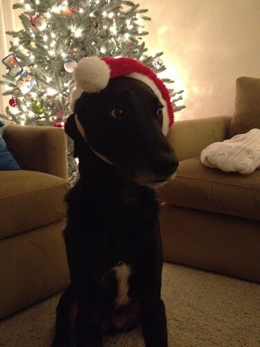 Santa dog.