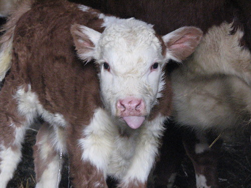 Calves - 1-10 043