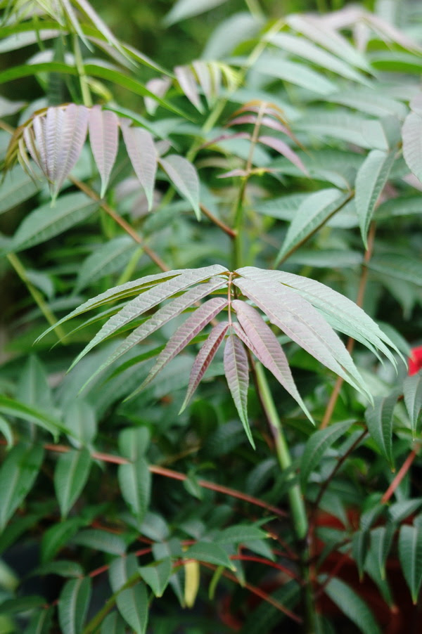 香椿 台灣景觀植物介紹