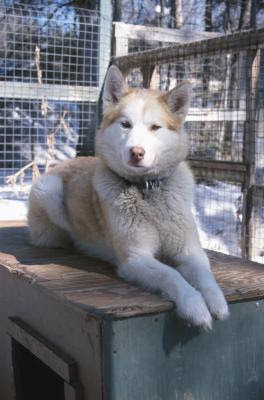 Can You Give a Siberian Husky a Haircut? - Pets