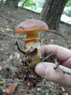 f:id:fujien:20101016142619j:image