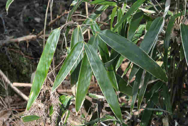 極寒の地でのガーデニング 高山植物