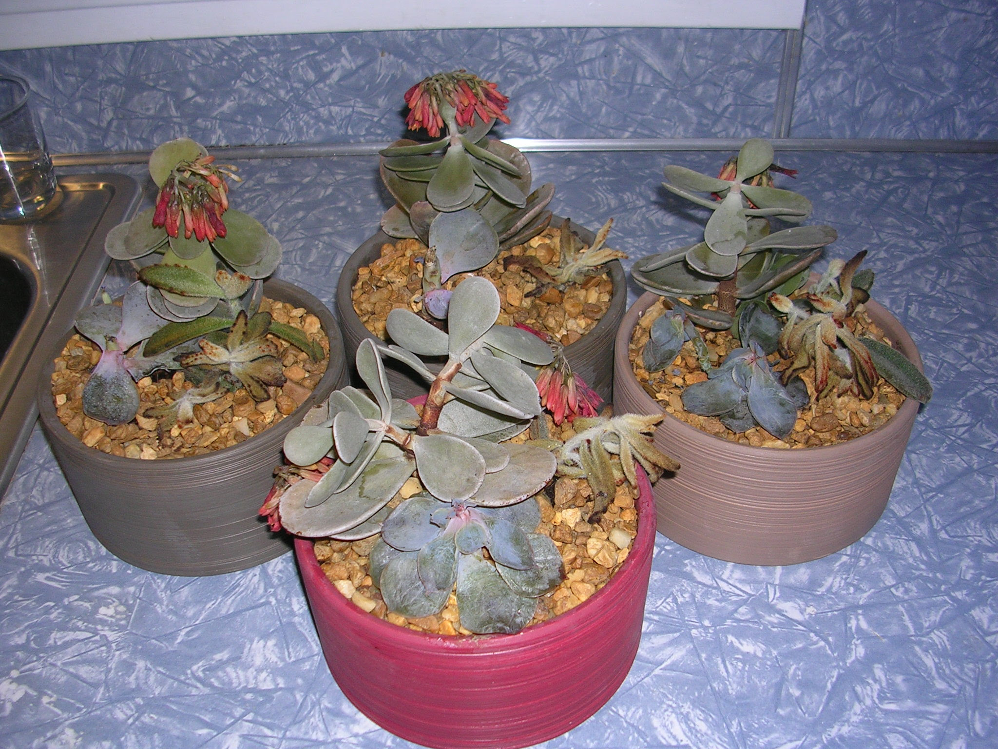 What Is This Succulent With A Red Flower?