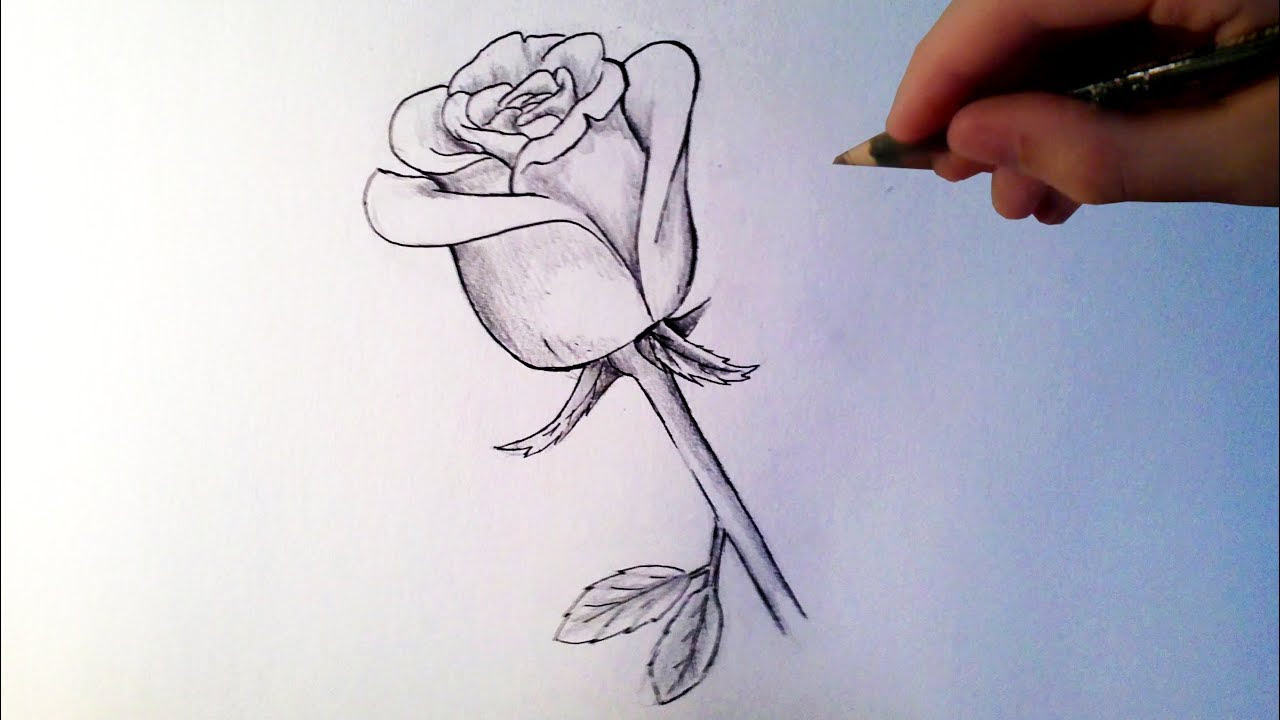 Comment dessiner une rose [Tutoriel]  YouTube