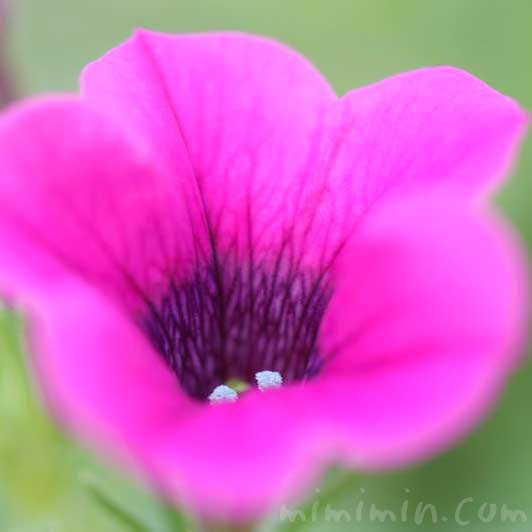 ペチュニアの花言葉 名前の由来 ペチュニアの写真 みみみんブログ