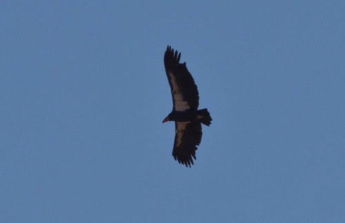 California Condor