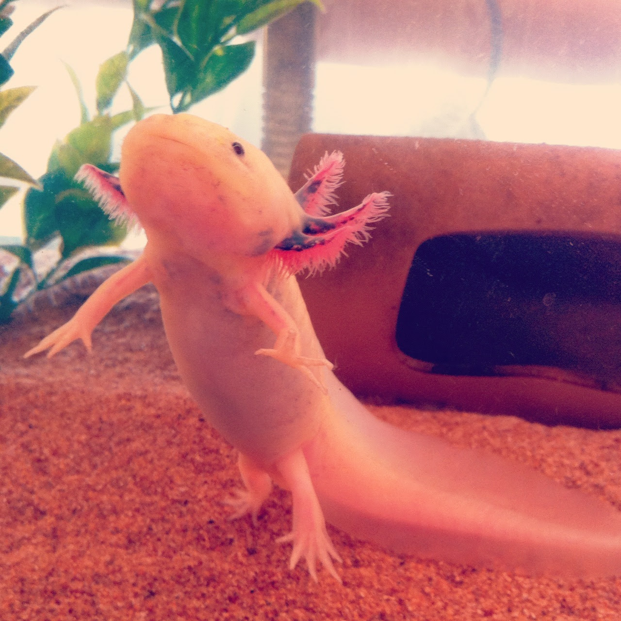 ウーパールーパー飼い始めて１年経ったから画像貼っていく ３ケタの壁