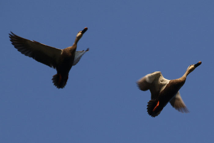 野鳥シリーズ37 カルガモ オナガガモ あきた森づくり活動サポートセンター
