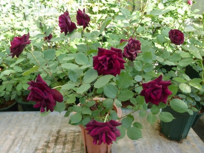 バラって素敵 ヽ ノ ルイ１４世 15年4月