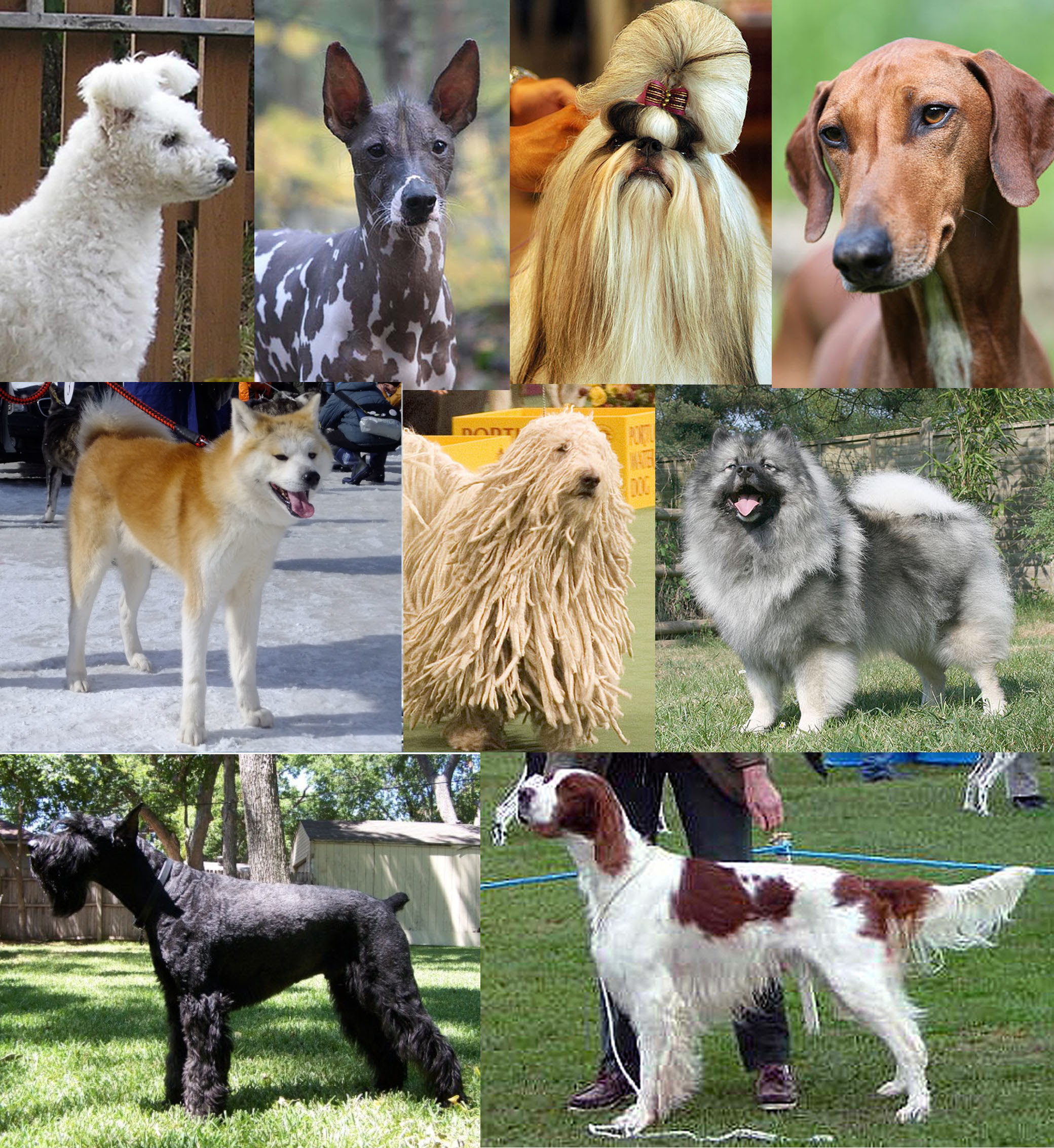 犬 Wikiwand