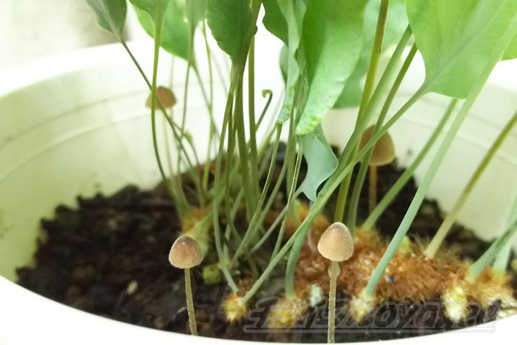 観葉植物の鉢から出現する謎のきのこの山たち 今は４つも出現 害虫ほど害はないと思いますが 土選びも慎重にしないといけませんね