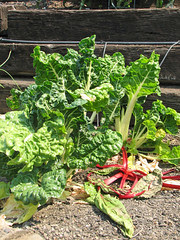 PGs prefer Colorful Chard