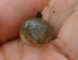 カエルノート トノサマガエル トノサマガエルの鳴き声はゲゲ グググ ゲゲ グググ 最近は田んぼでは よく聞かないとわからないぐらいアマガエルに押されている 雄は黄緑色 雌は白の地に模様が入る 若いオタマジャクシは目の幅の狭さが
