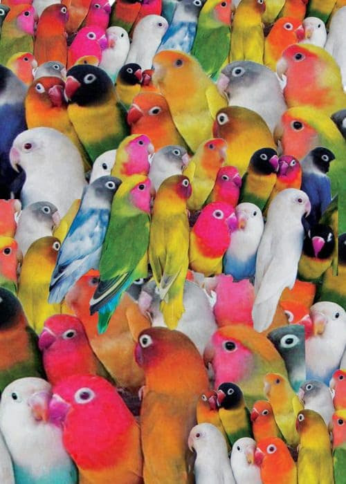 Healing-Bird-by-Bird