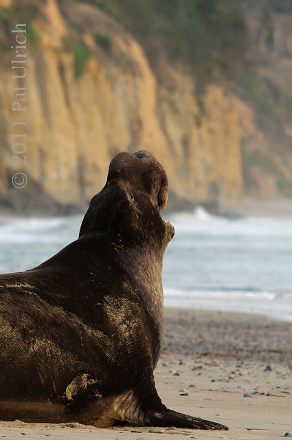 Bull northern elephant seal - Pat Ulrich Wildlife Photography