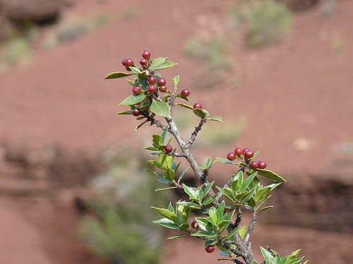 rhamnus alaternus