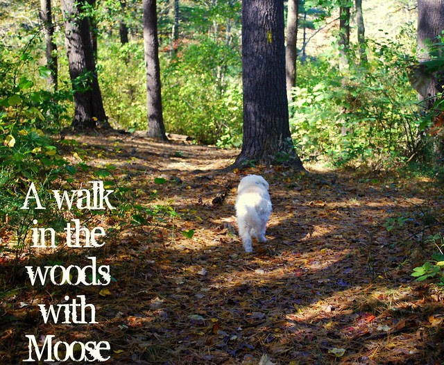 Walk in the woods with Moose txt