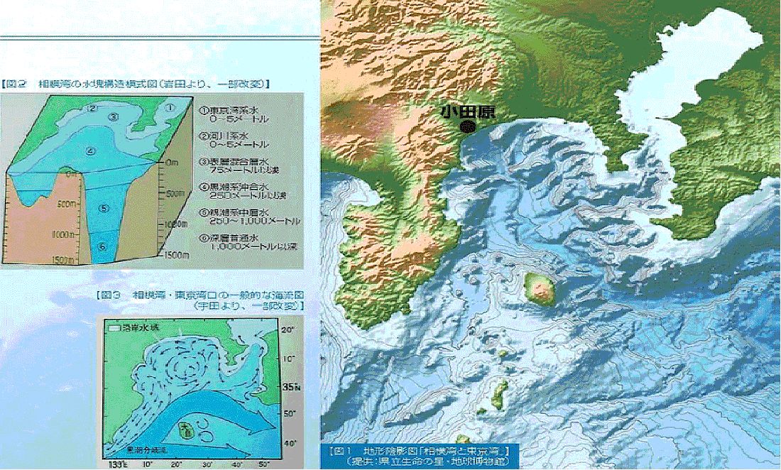 知る 相模湾の紹介 小田原の魚 小田原の魚ブランド化 消費拡大協議会公式サイト