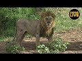 safariLIVE - Sunset Safari - March 26, 2019