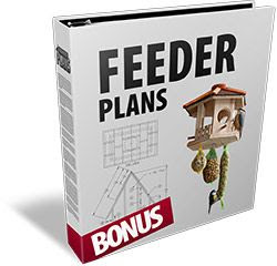 Cool Bird Feeder Plans