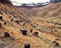 Potensi Sumber Daya Hutan di Indonesia
