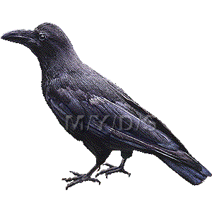 嘴太烏 ハシブト ガラス カラスのイラスト 条件付フリー素材集