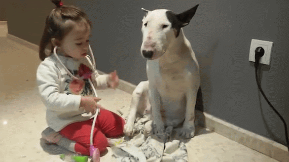 dog-checkup