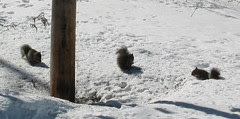 Tree Rats under the feeder
